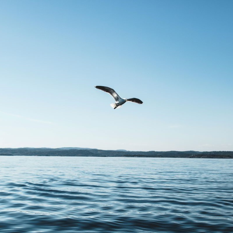 Möwe fliegt frei am Himmel, ein Bild der mentalen Freiheit und Gesundheit